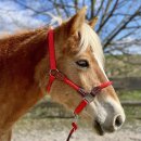 EcoLine Hybrid Halfter mit Strick rot