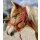 EcoLine Hybrid Halfter mit Strick rot