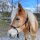 Knotenhalfter mit edlen Rohhaut-Details – schwarz