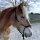Knotenhalfter mit edlen Rohhaut-Details – schwarz