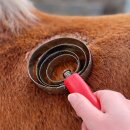 Federstriegel Pferd Metall rund mit Feder –...