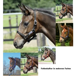 BUSSE Halfter Fohlen - mehrere Farben -