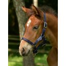 BUSSE Halfter Fohlen - mehrere Farben -