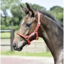 BUSSE Halfter Fohlen - mehrere Farben -