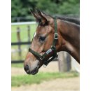 BUSSE Halfter Fohlen - mehrere Farben -