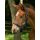 BUSSE Halfter Fohlen - mehrere Farben -