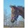 BUSSE Halfter Fohlen - mehrere Farben -