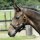 BUSSE Halfter Fohlen - mehrere Farben -