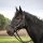 BUSSE Halfter Riding navy